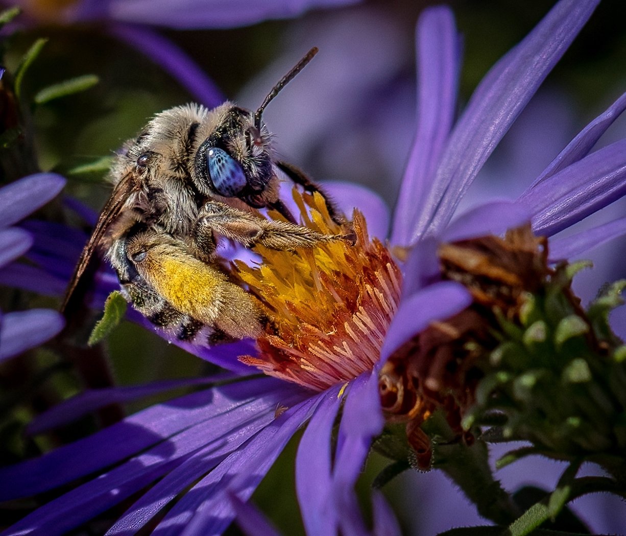 Bee, Fred Land,	Cowtown Camera Club, 1st