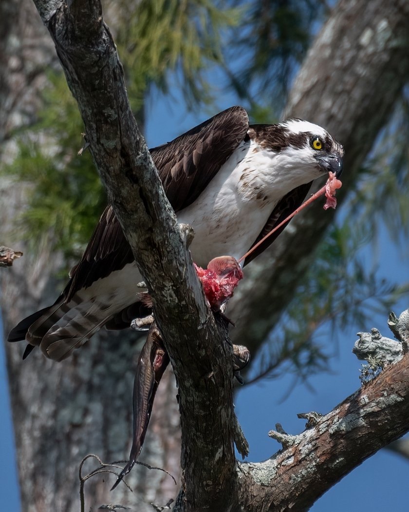 Osprey with a Catfish Breakfast, Tammie	Simon, Lafayette Photographic Society, 1HM