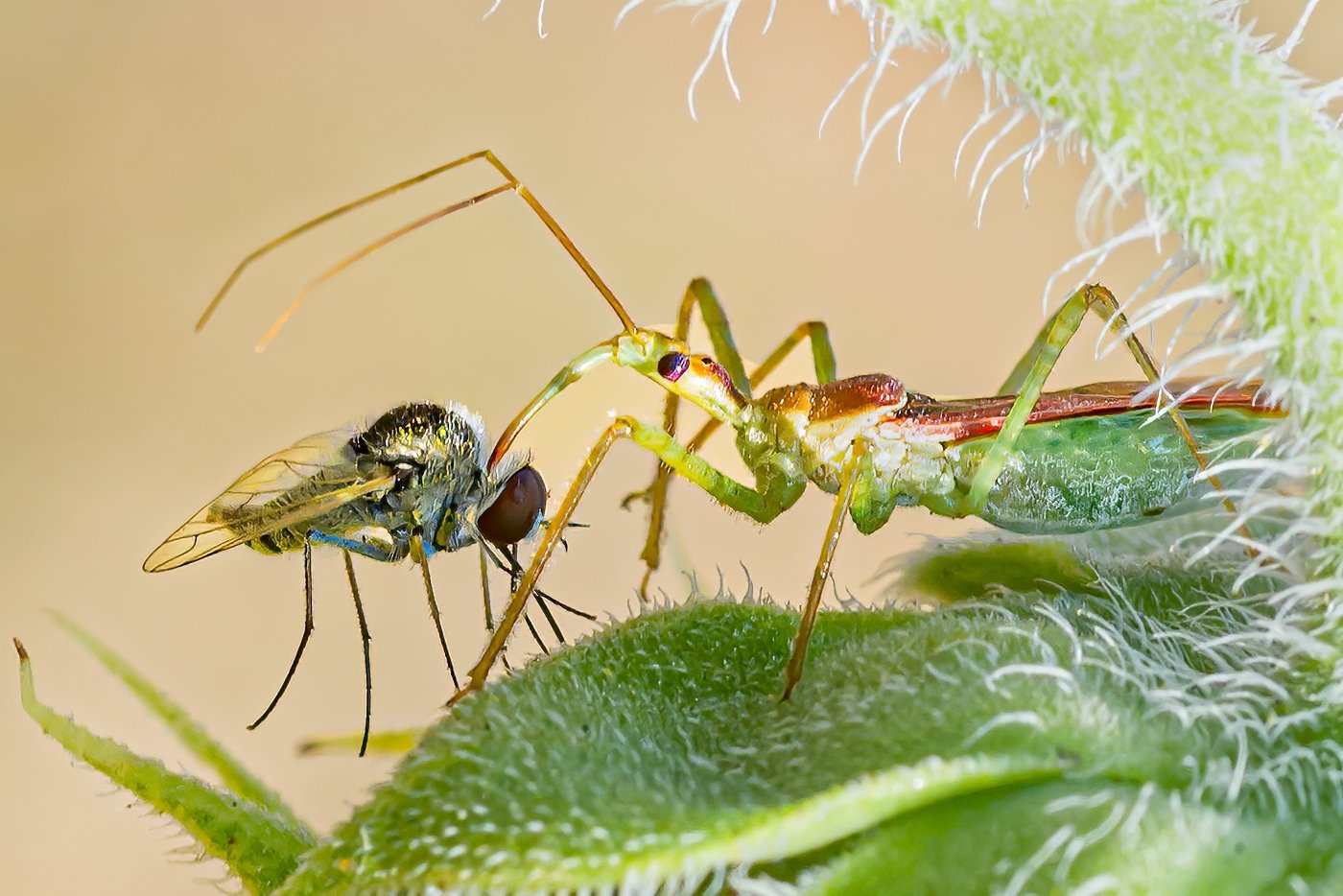 Assassin Bug with a Fly, Tom Savage, Cowtown Camera Club, 1 HM