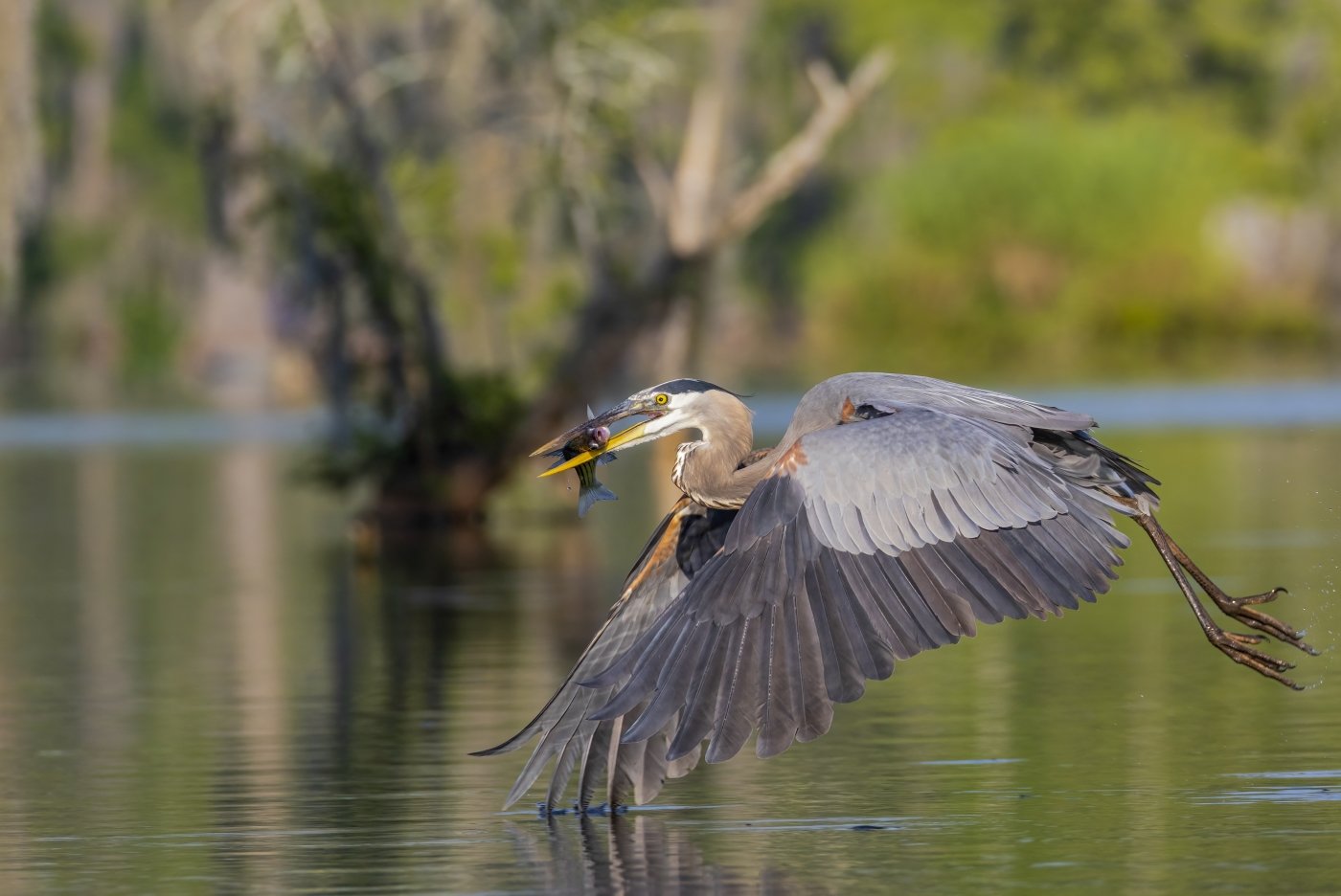 A Gentle Touch Great Blue Heron, Barry Broussard, Lafayette Photographic Society, 2nd Place