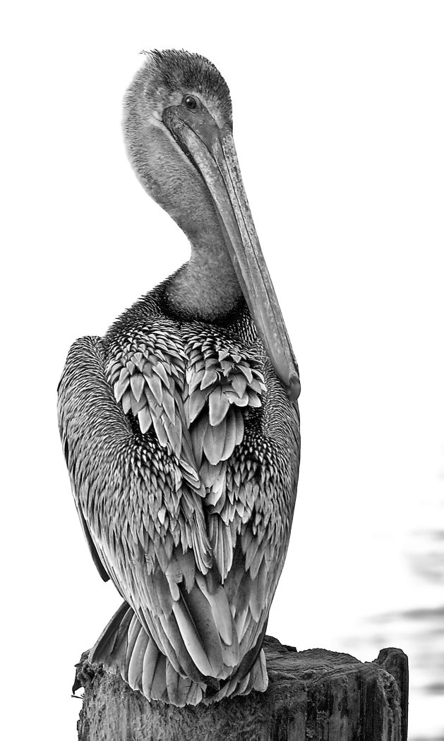 Brown Pelican, Ron Marabito, Heard Nature Photography Club, 1st HM