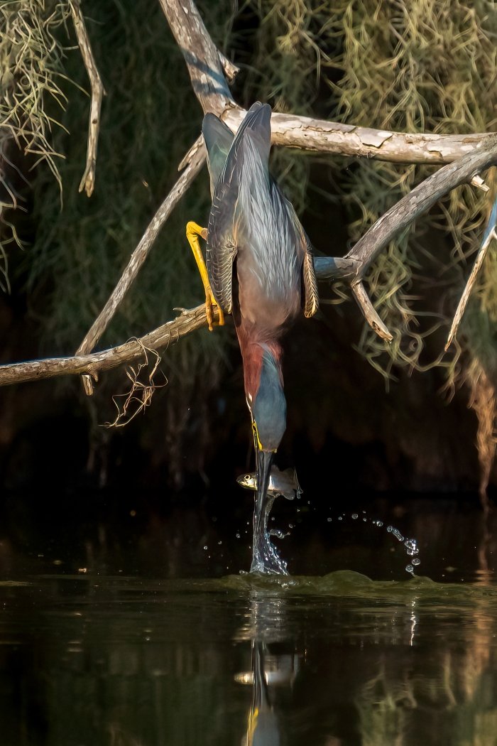 Green Heron Morning Snack, Barry Broussard, Lafayette Photographic Society, 2nd HM