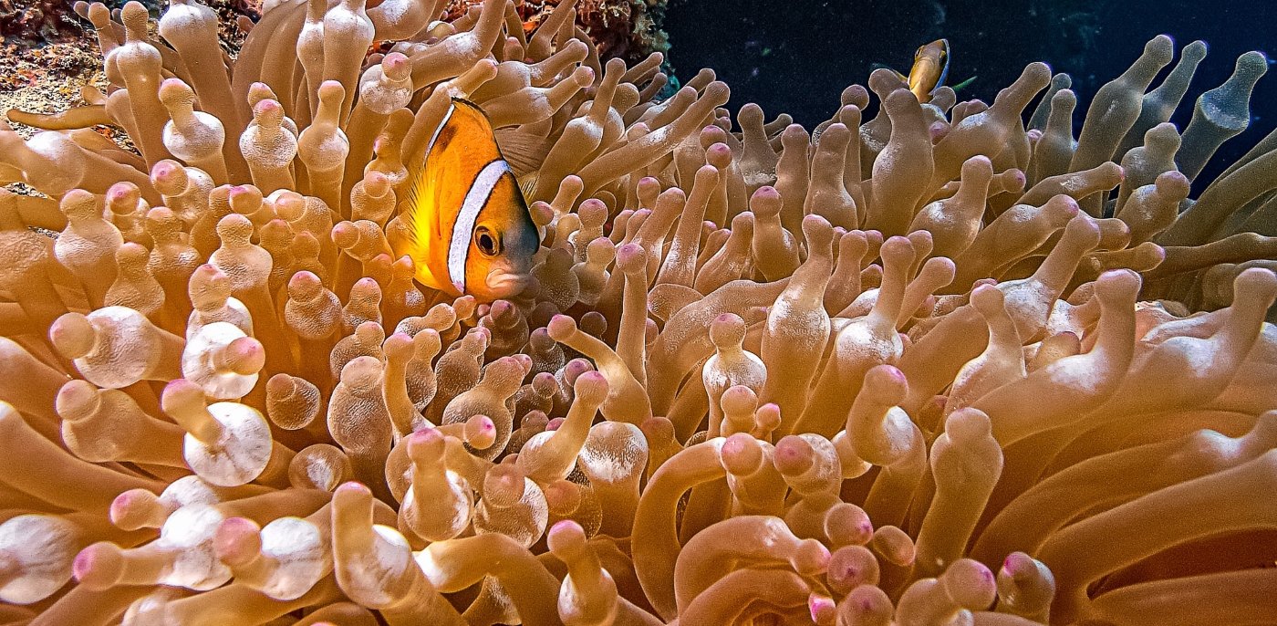 Nemo &amp; Friend,	Ron Varley, Heard Nature Photography Club, 1st Place