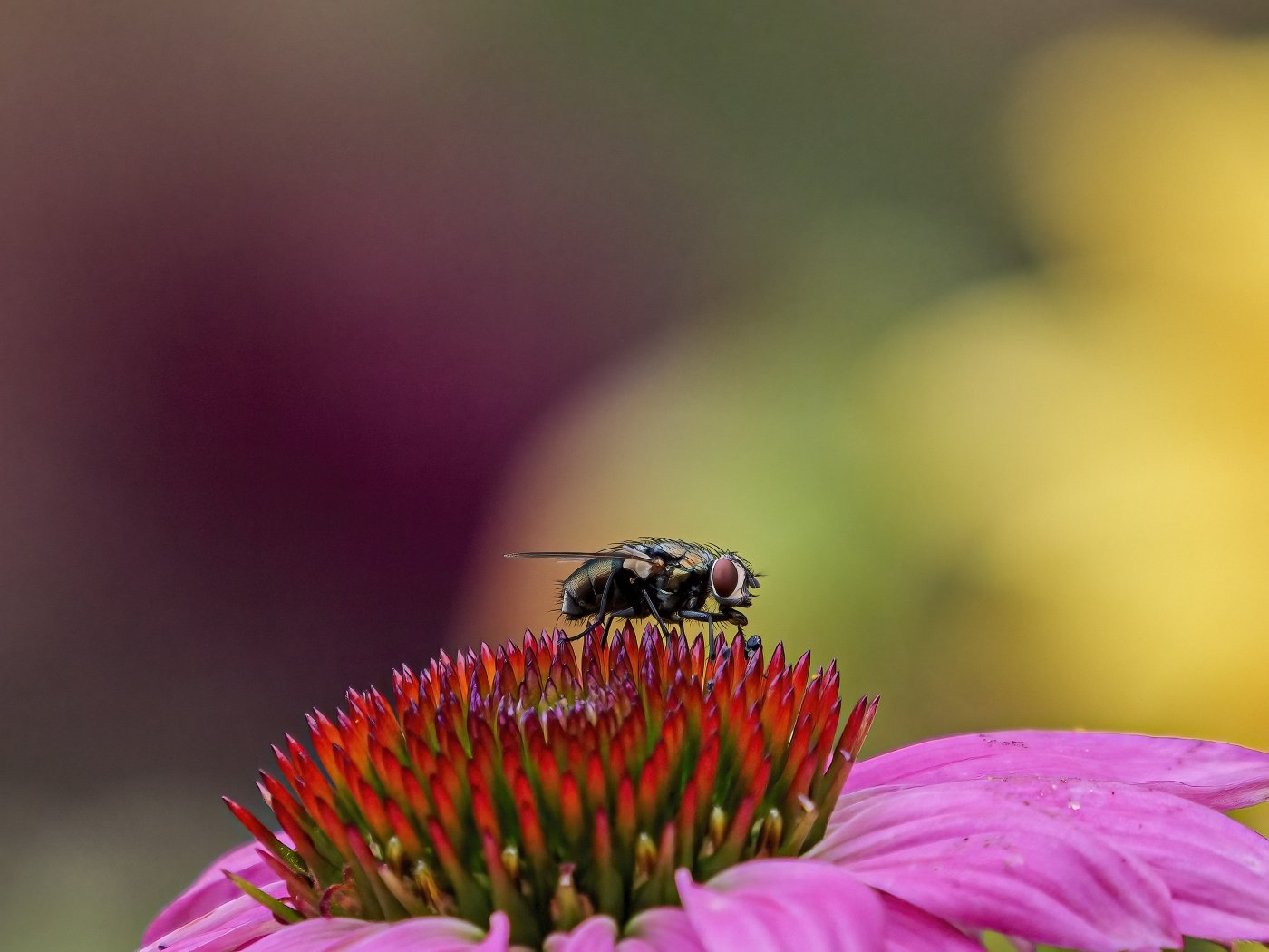 The Fly, Mary Binford, Heard Nature Photography Club, 3rd Place