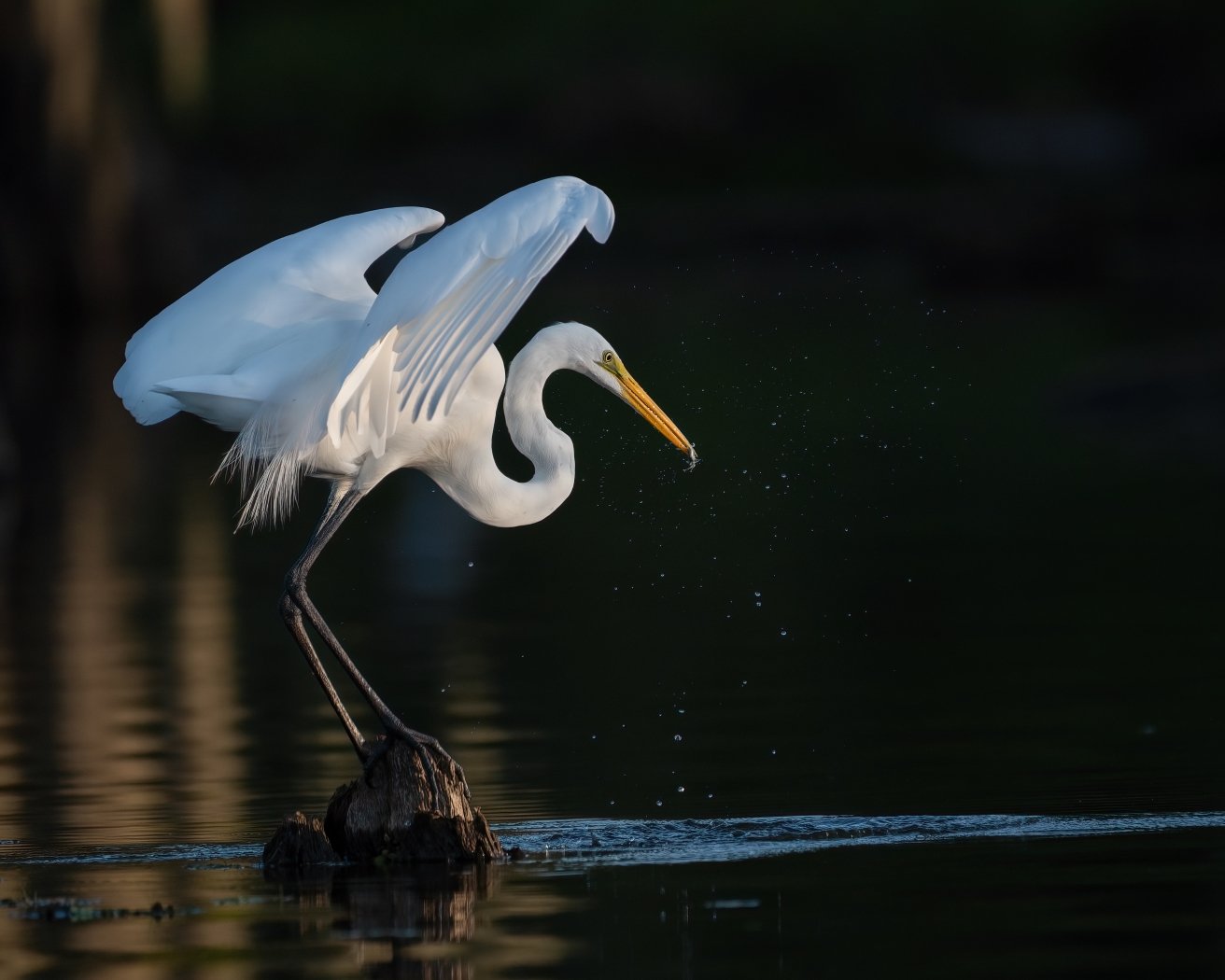 Early Morning Fishing, Tammie Simon, Lafayette Photographic Society, 3rd Place