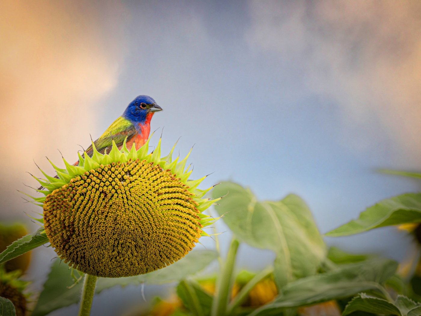 Sunflower Bunting, Larry Golden, Dallas Camera Club, 1st Place