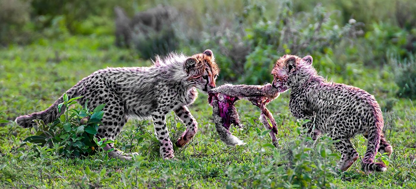 Cheetah Cubs with Rabbit Skin, Tom Savage, Cowtown Camera Club,	2 HM