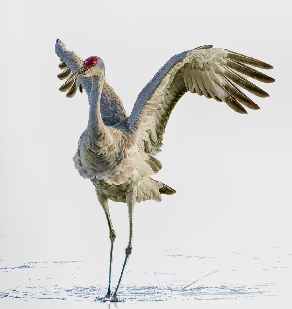 Icy Landing, Sharon Prislipsky,	National Park Photography Club,	2nd Place