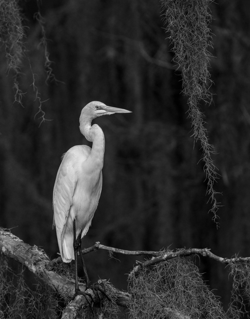 Egret and Moss,	Dennis Fritsche, Heard Nature Photography Club, 1st Place