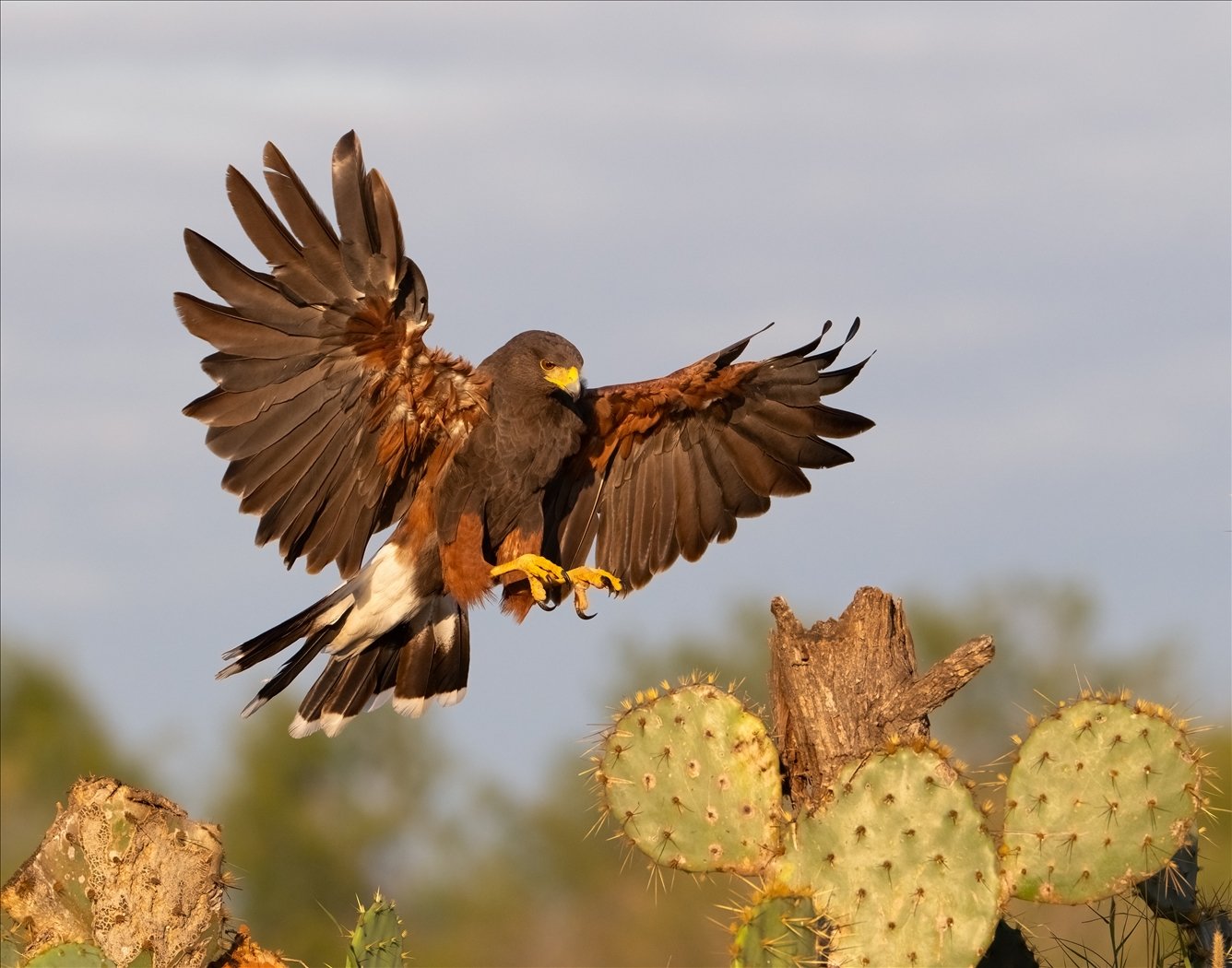 Final Approach,	Dennis Moncla, Beaumont Camera Club, 1 HM