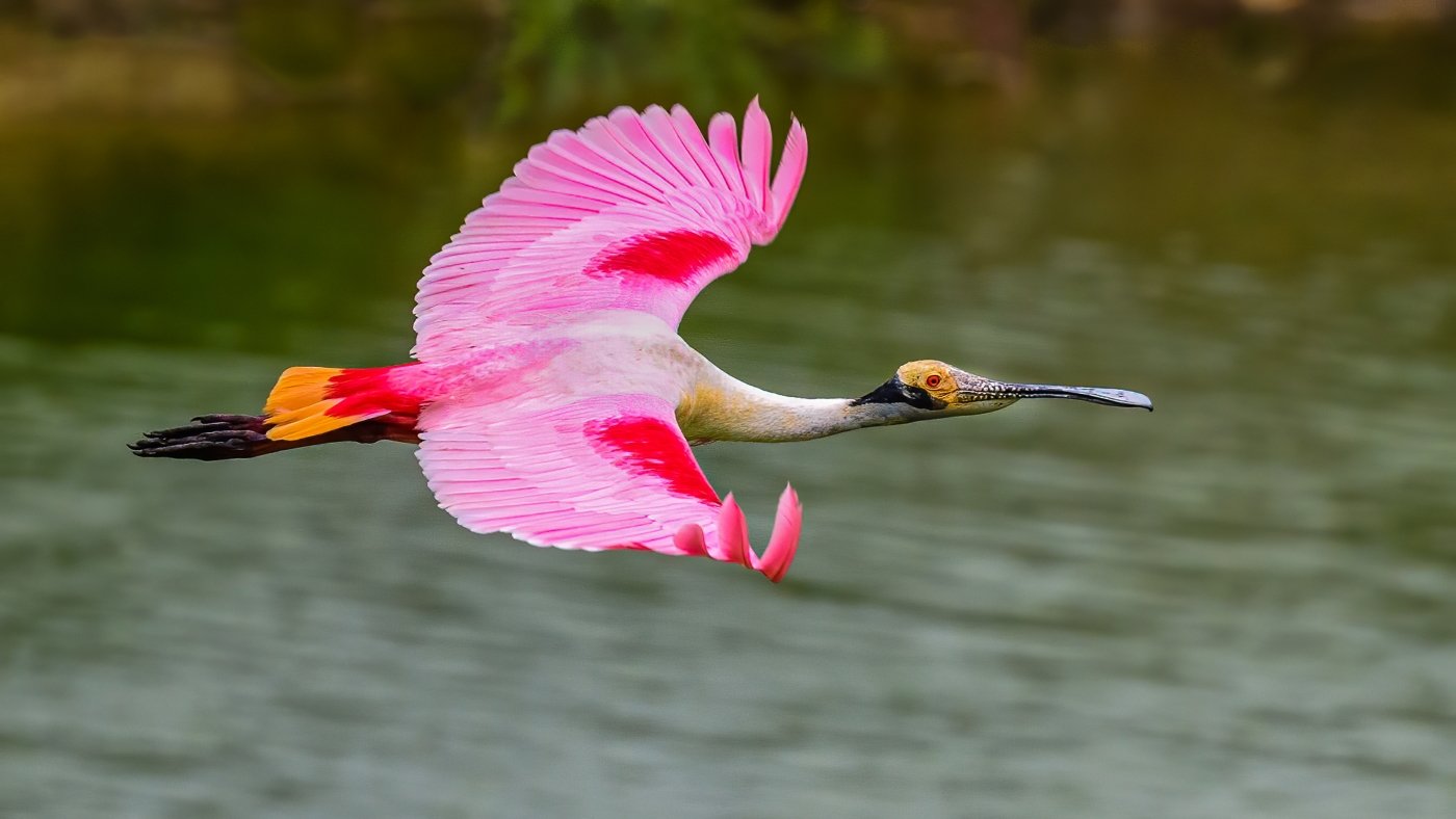 Flight of the Spoonbill, Alan Daniel, Plano Photography Club, 2nd Place
