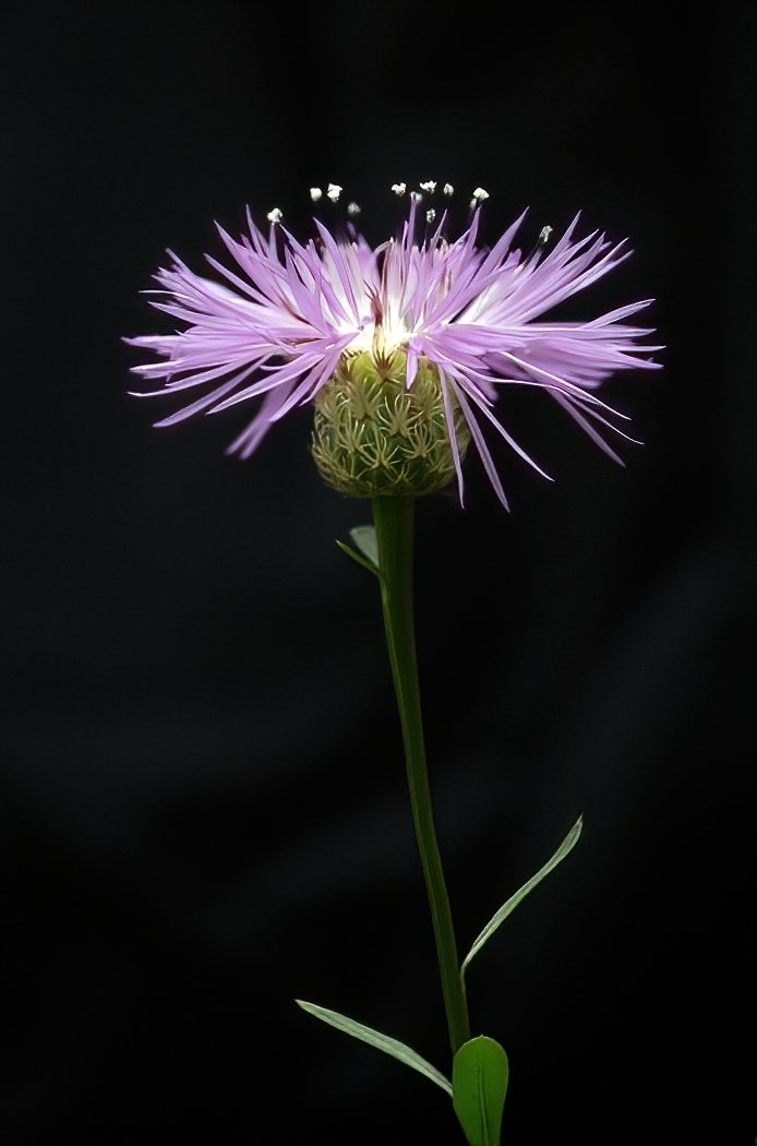 Basketflower Portrait, Buz Cabral, Houston Camera Club, 2nd Place