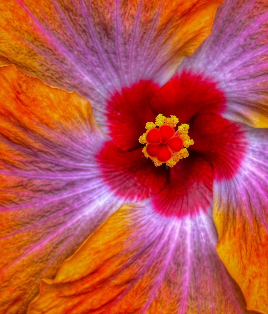 Hibiscus Core, Barry Bohn, Lafayette Photographic Society, 1st Place