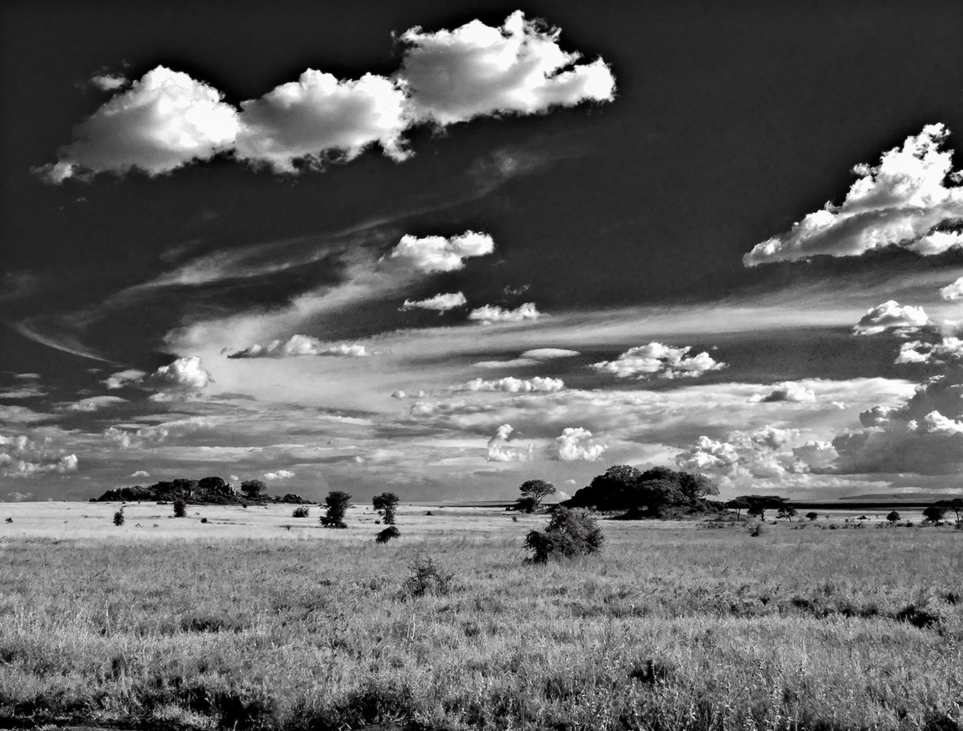 Serengeti, Tom Savage, Cowtown Camera Club, 1 HM