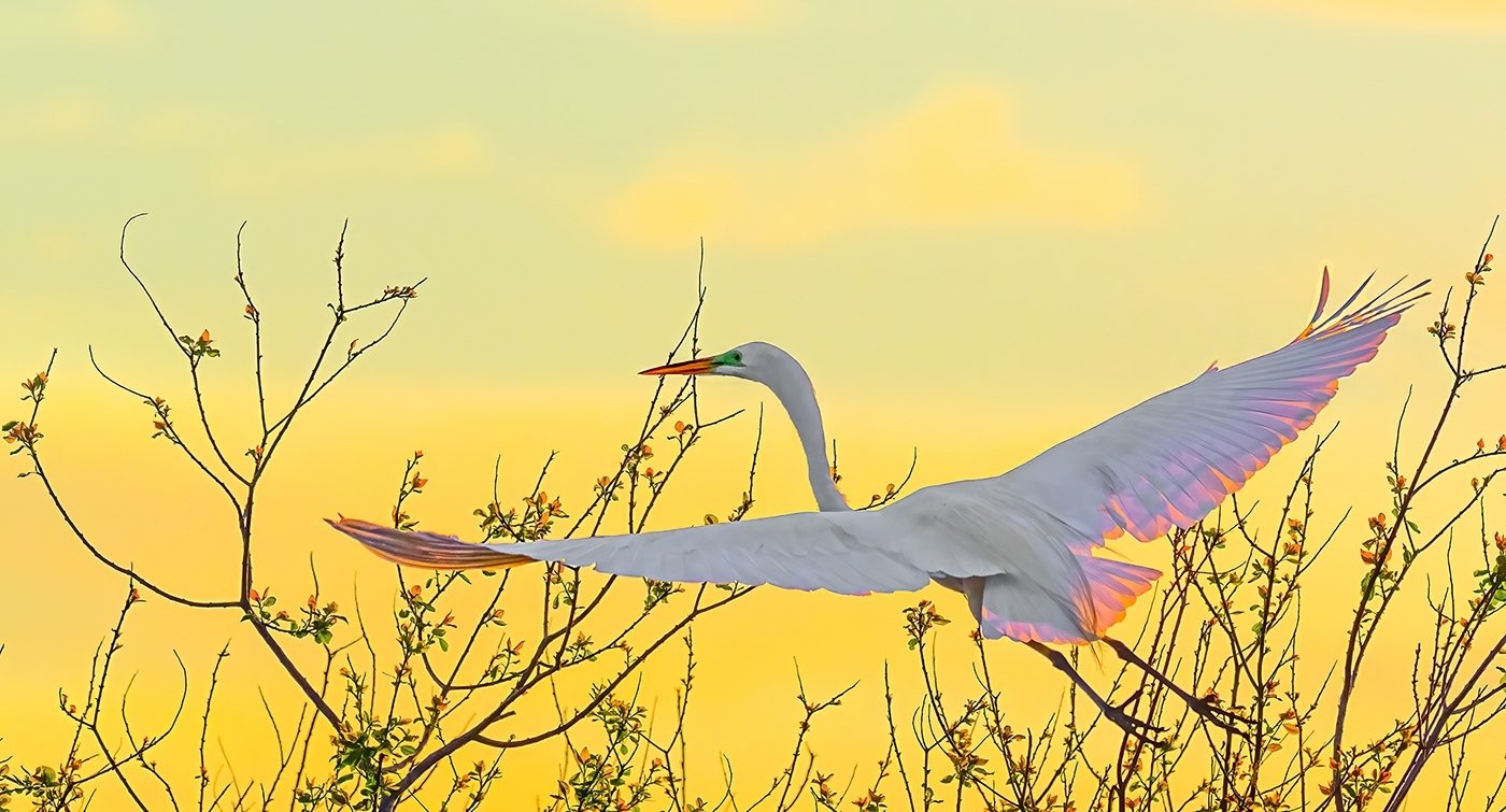 Taking Off at Sun Up, Tom Savage, Cowtown Camera Club, 2nd Place