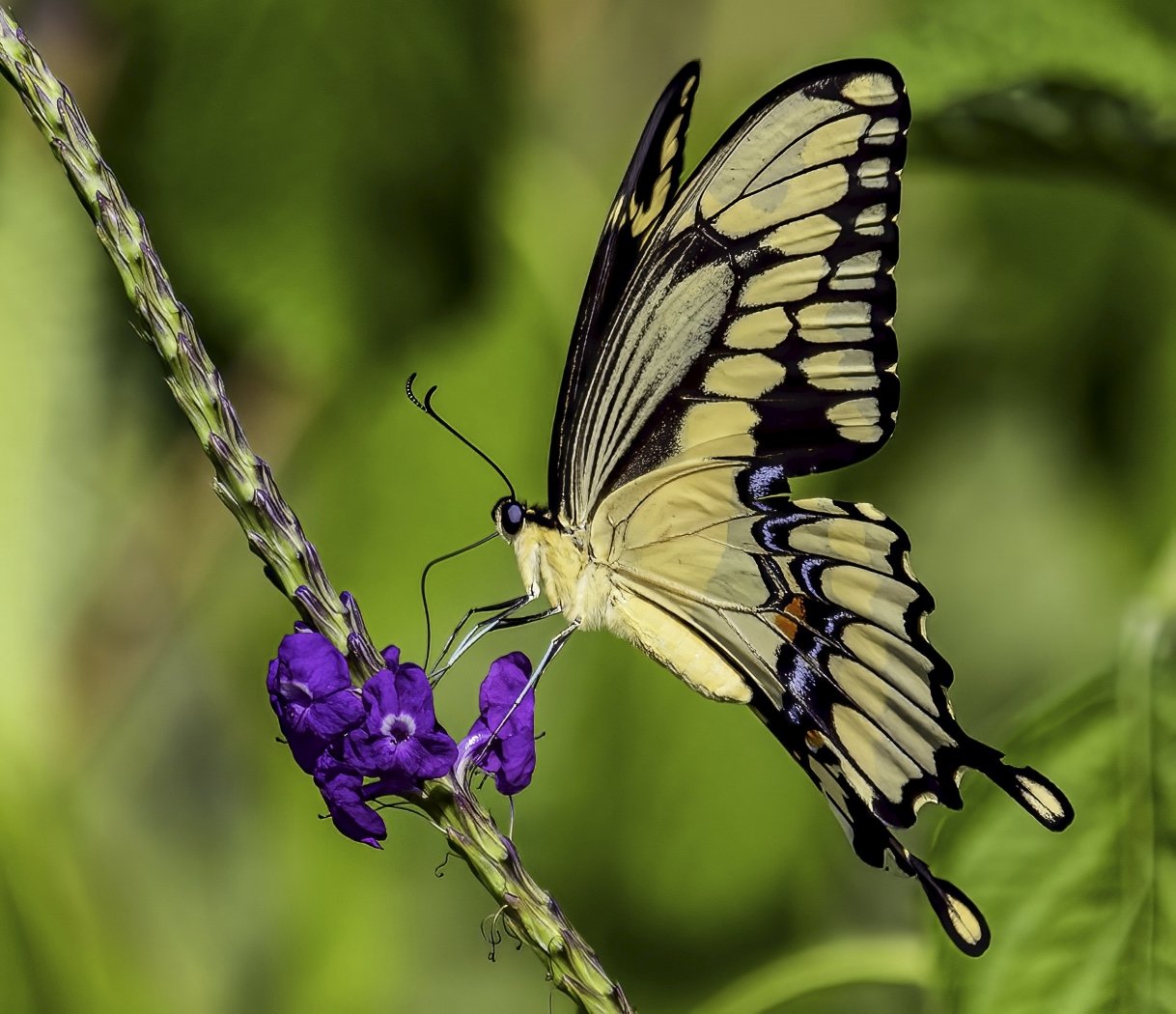  Swallow Tail Butterfly Eatin A Meal, Barry Broussard, Lafayette Photographic Society, 1st Place 