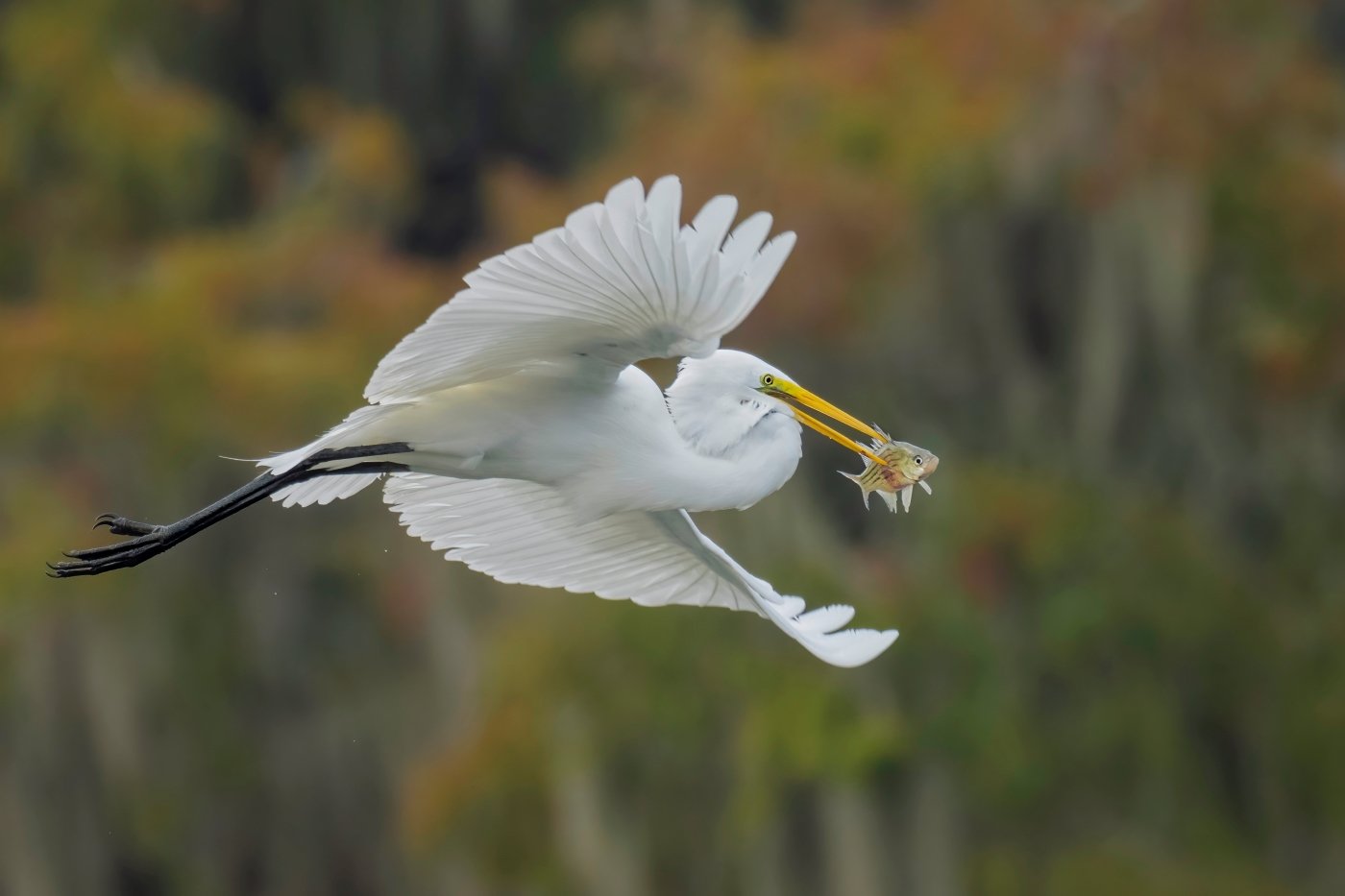 Great Egret with a Snack, Julie	Pastor, Lafayette Photographic Society,	1 HM