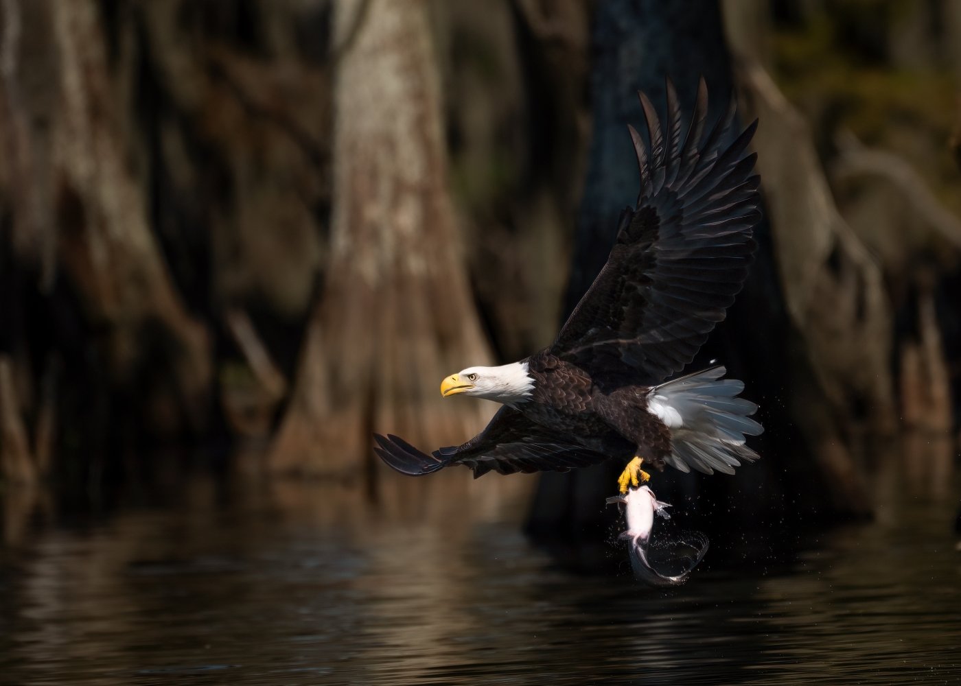 Bald Eagle Catching Lunch, Tammie Simon, Lafayette Photographic Society, 2 HM