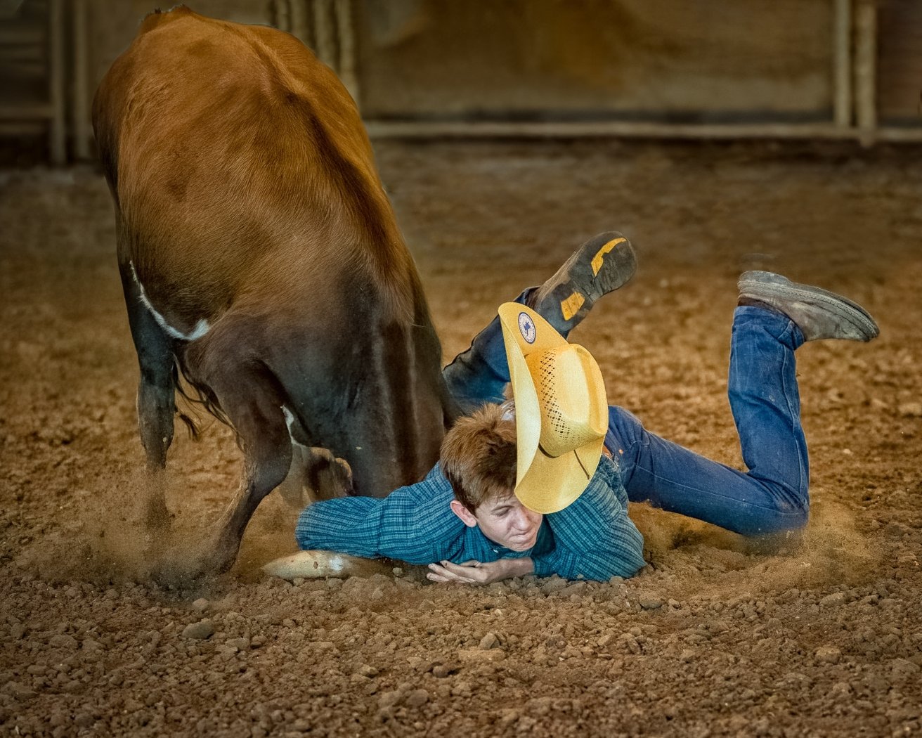Too Much Steer,	Dennis	Fritsche, Dallas Camera Club, 1st Place