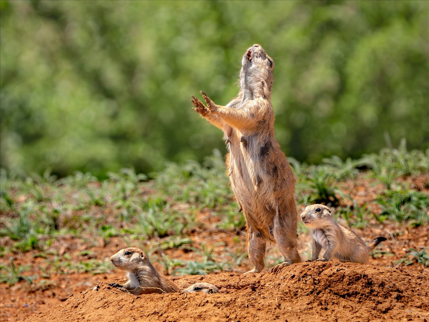 Calling All Prairie Dogs!, Janice Goetz, Plano Photography Club, 1st Place