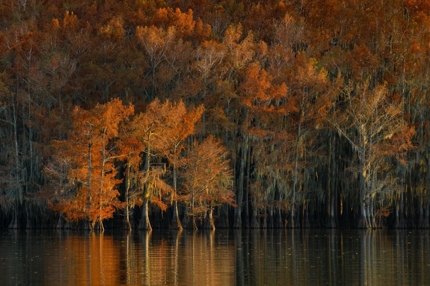 Evening Light on Cypress, Dennis Fritsche, Heard Nature Photography Club, 1 HM