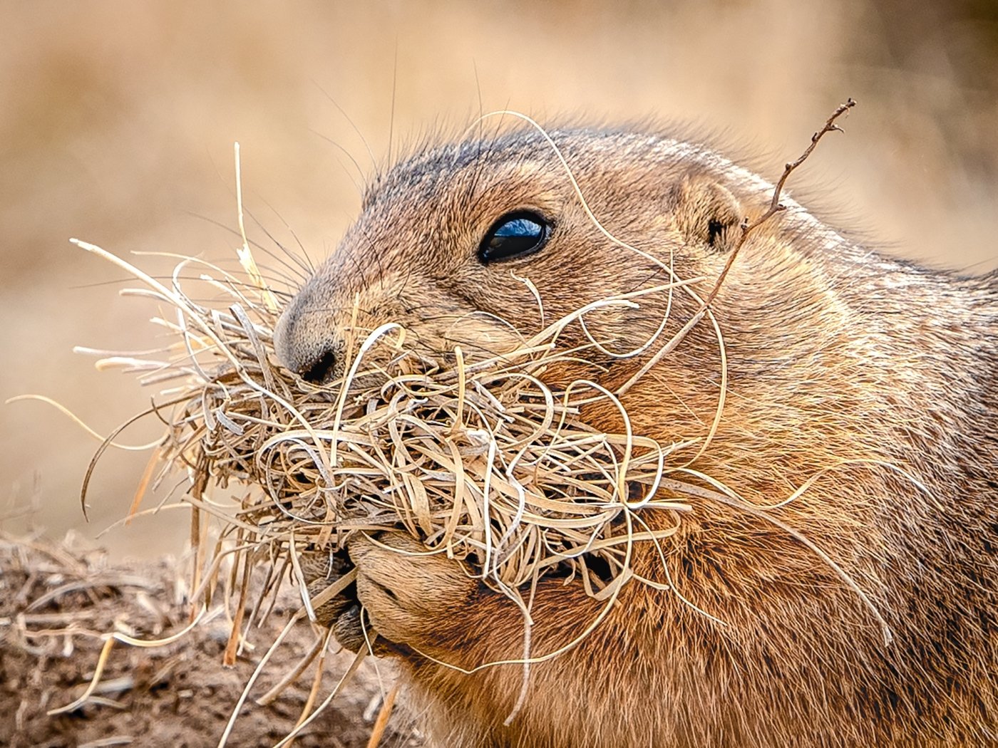 Gathering Nesting Material, Janice Goetz, Dallas Camera Club, 2nd Place