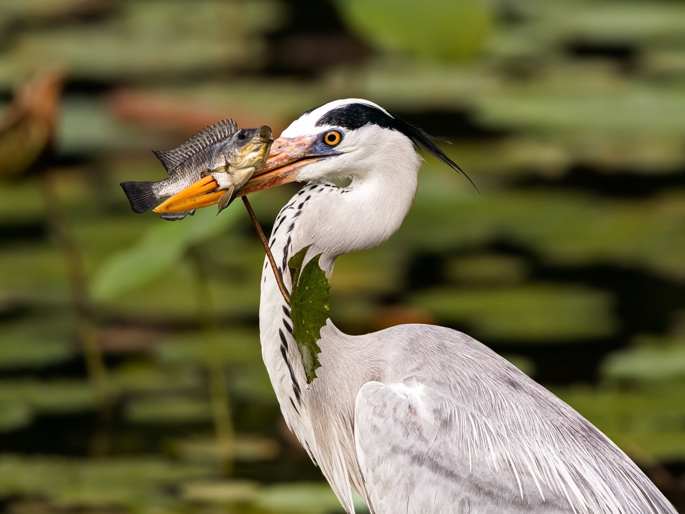 Spearfishing, Marilyn Graham, Cowtown Camera Club, 1st HM