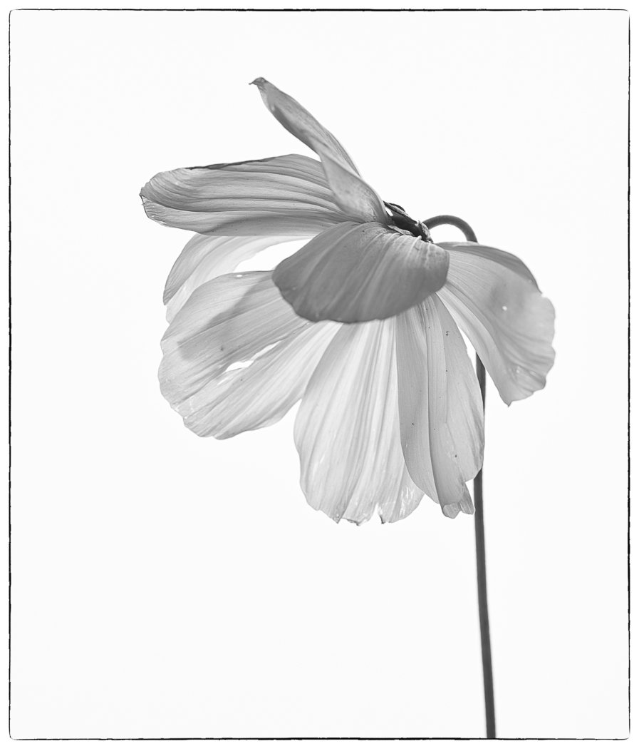 Drooping Cosmos, Nancy Crays, Lafayette Photographic Society, 2 HM