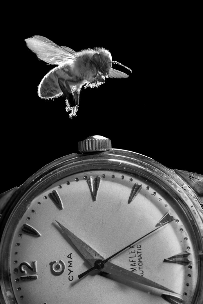 Bee On Time, Frank Rieger, Louisiana Photographic Society, 1st Place