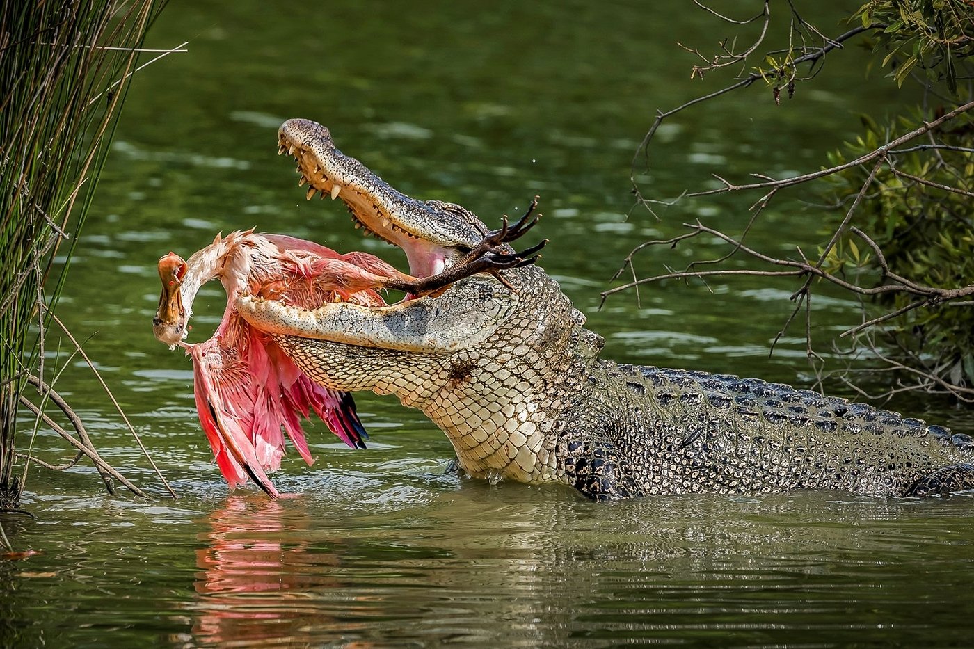 Natural Selection, Marilyn Graham, Cowtown Camera Club, 2nd Place