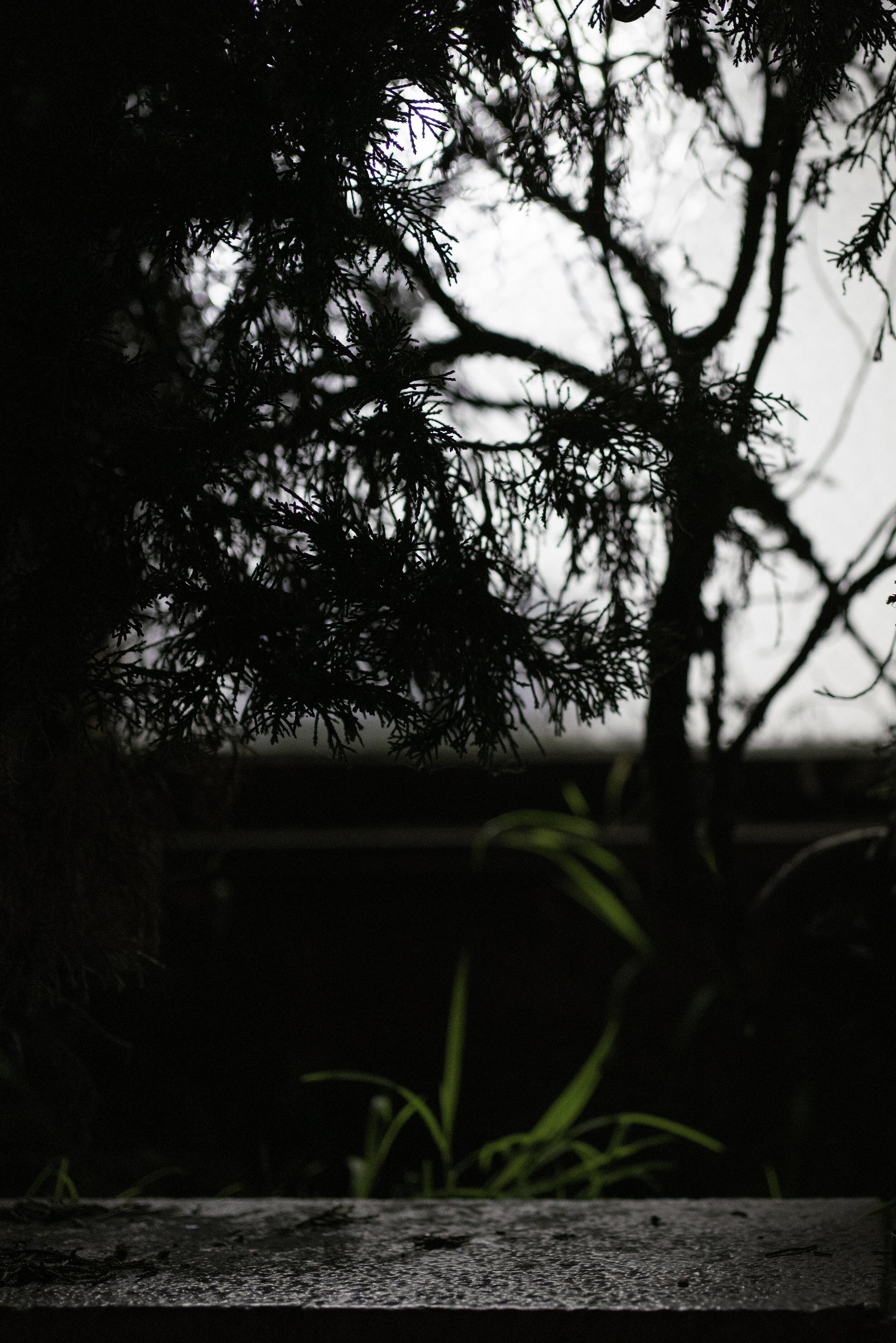 Plant and Grass Abstract.jpg