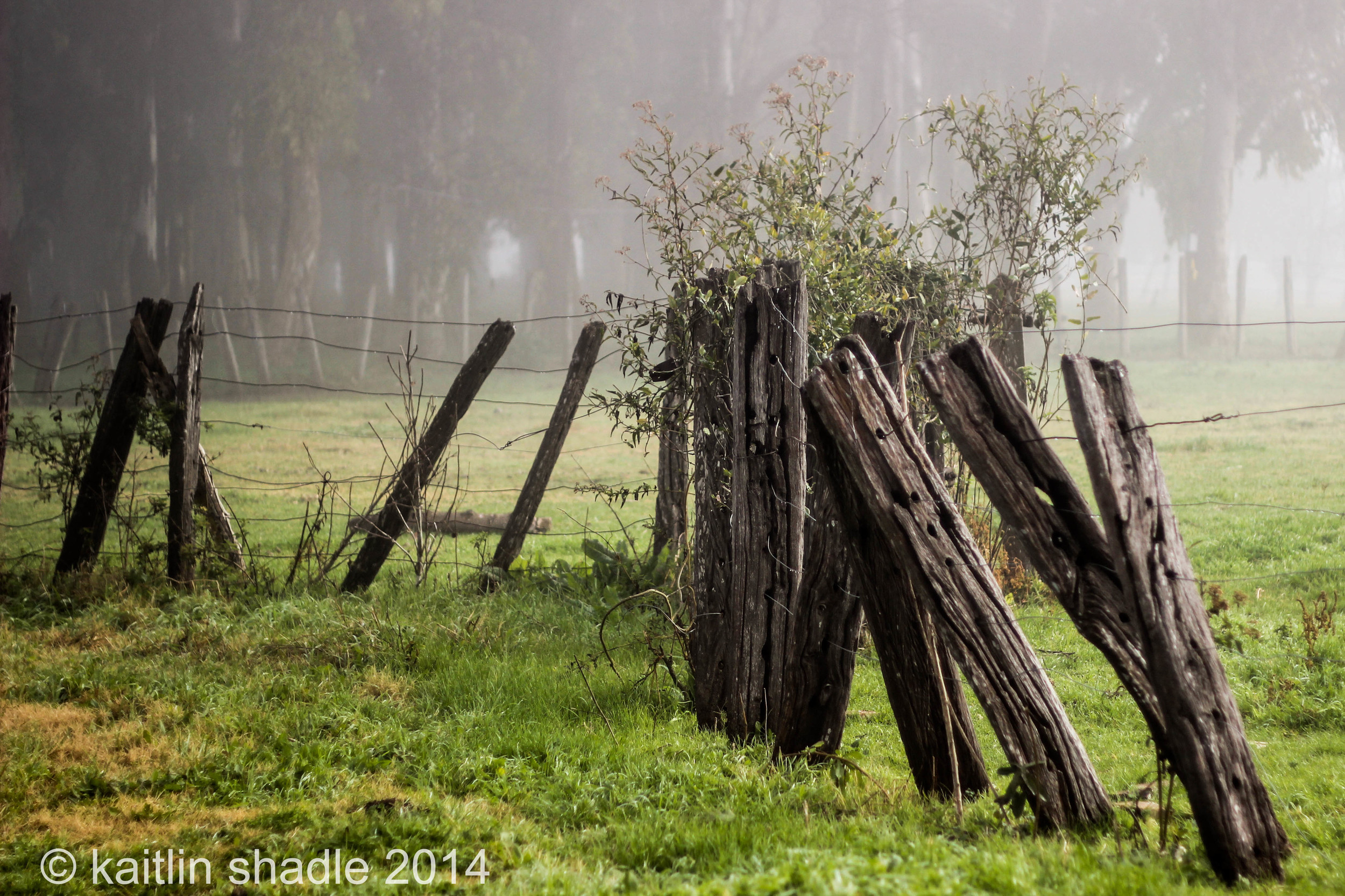 Fog and Fence Posts