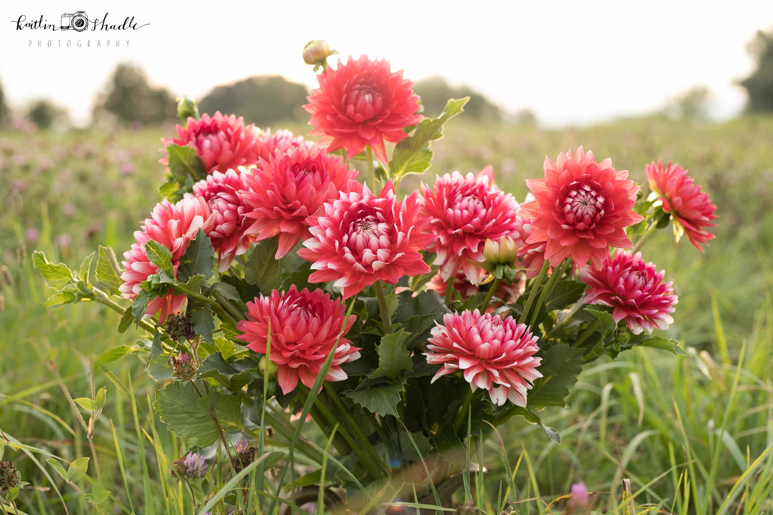 Cut Flowers in the Field