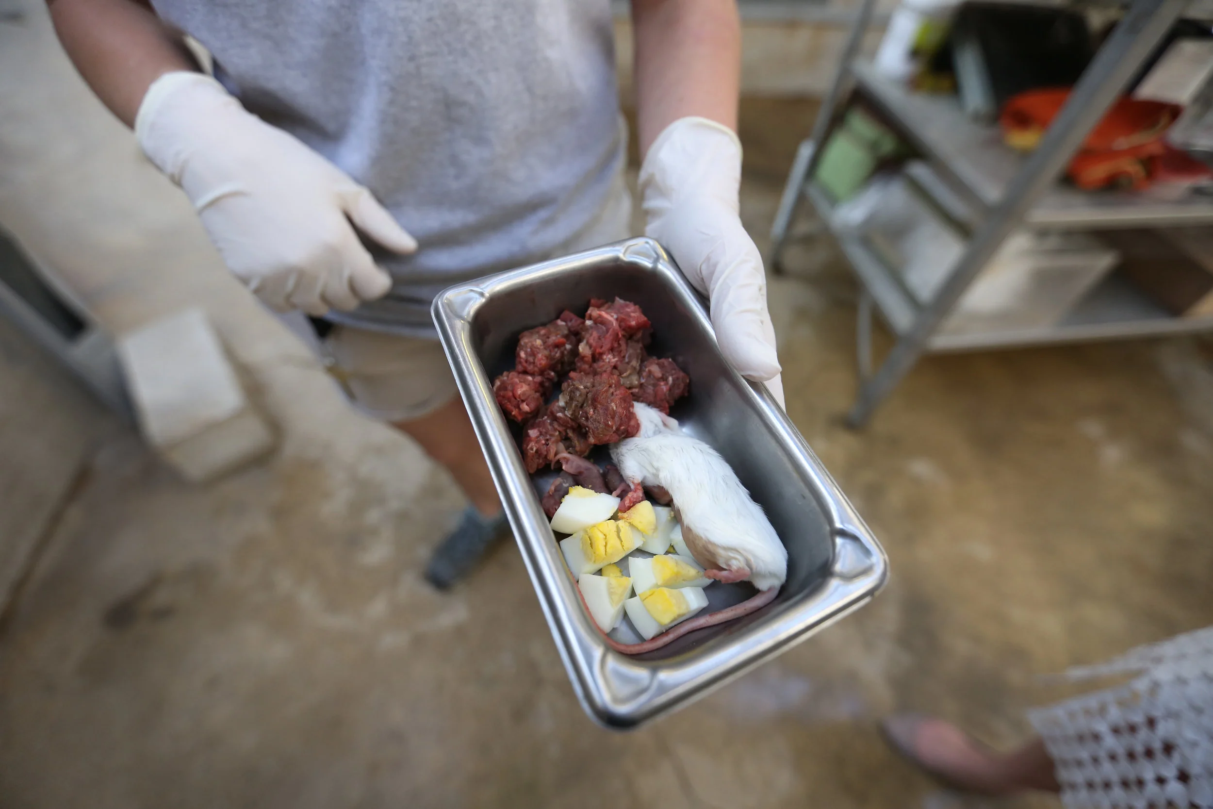  A typical meal for a black-footed ferret.&nbsp; 