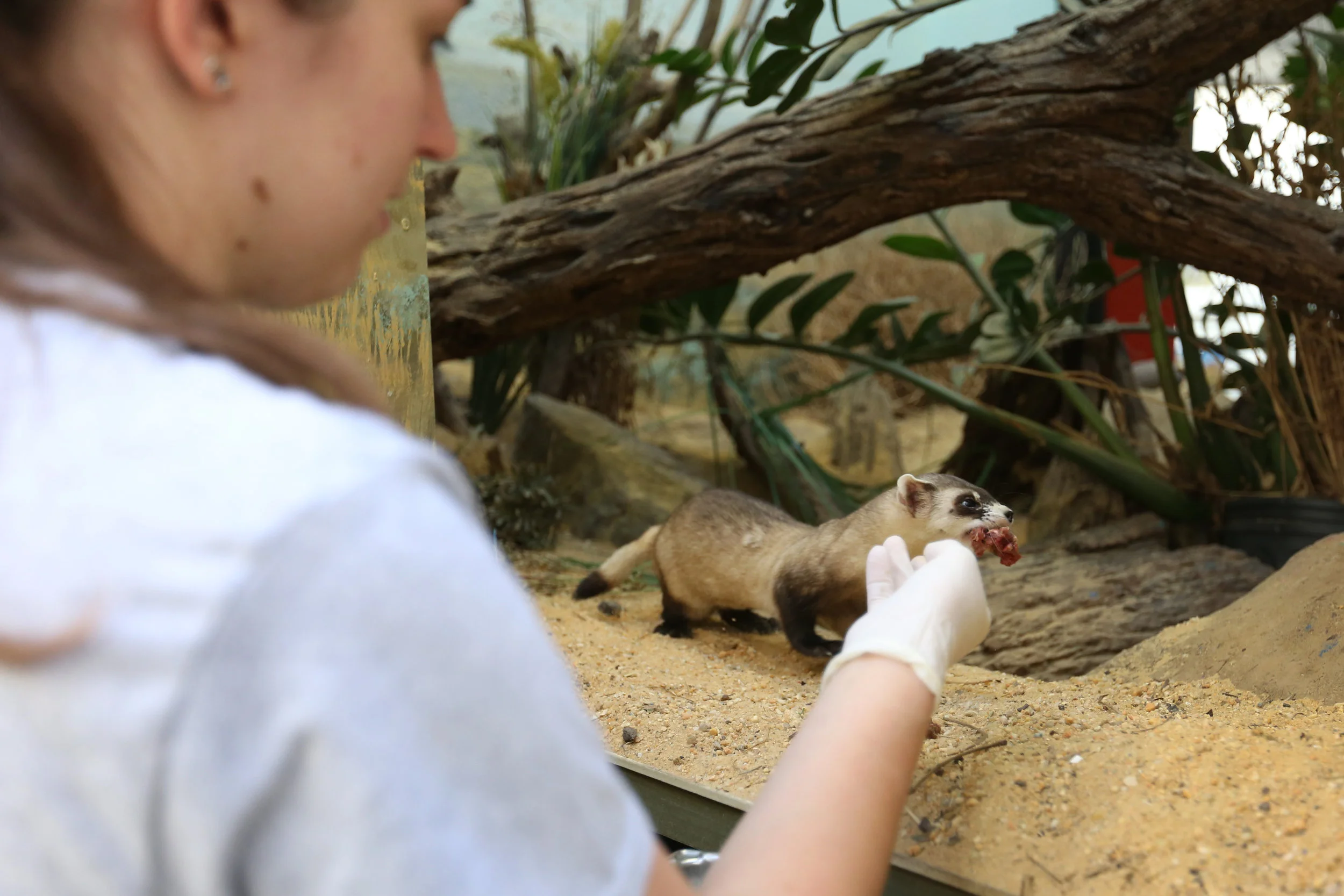  Dusty the black-footed ferret emerges from his habitat for a bite of meat. In addition to keeping animals engaged, this daily ritual encourages them to get used to humans so they can receive veterinary care.&nbsp; 