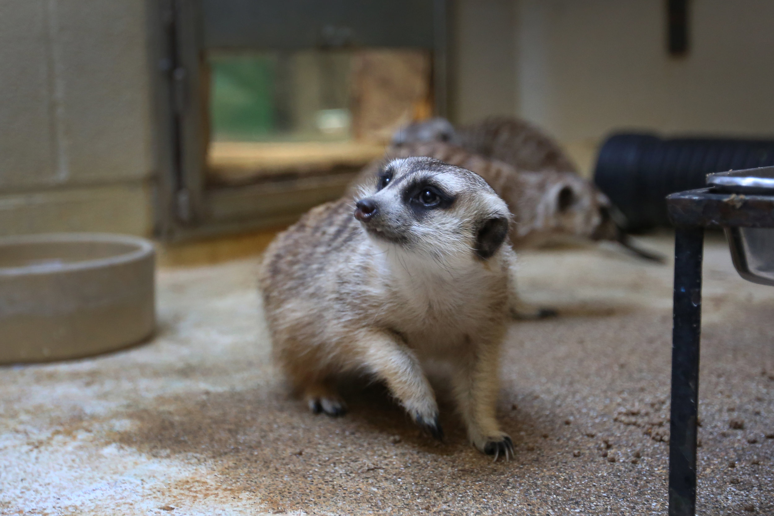  One of the zoo's three meerkats. Meerkats live in matriarchal family structures, but Kara takes the time to learn about every individual's personality. Baya, the dominant female, is the first to emerge. &nbsp; 
