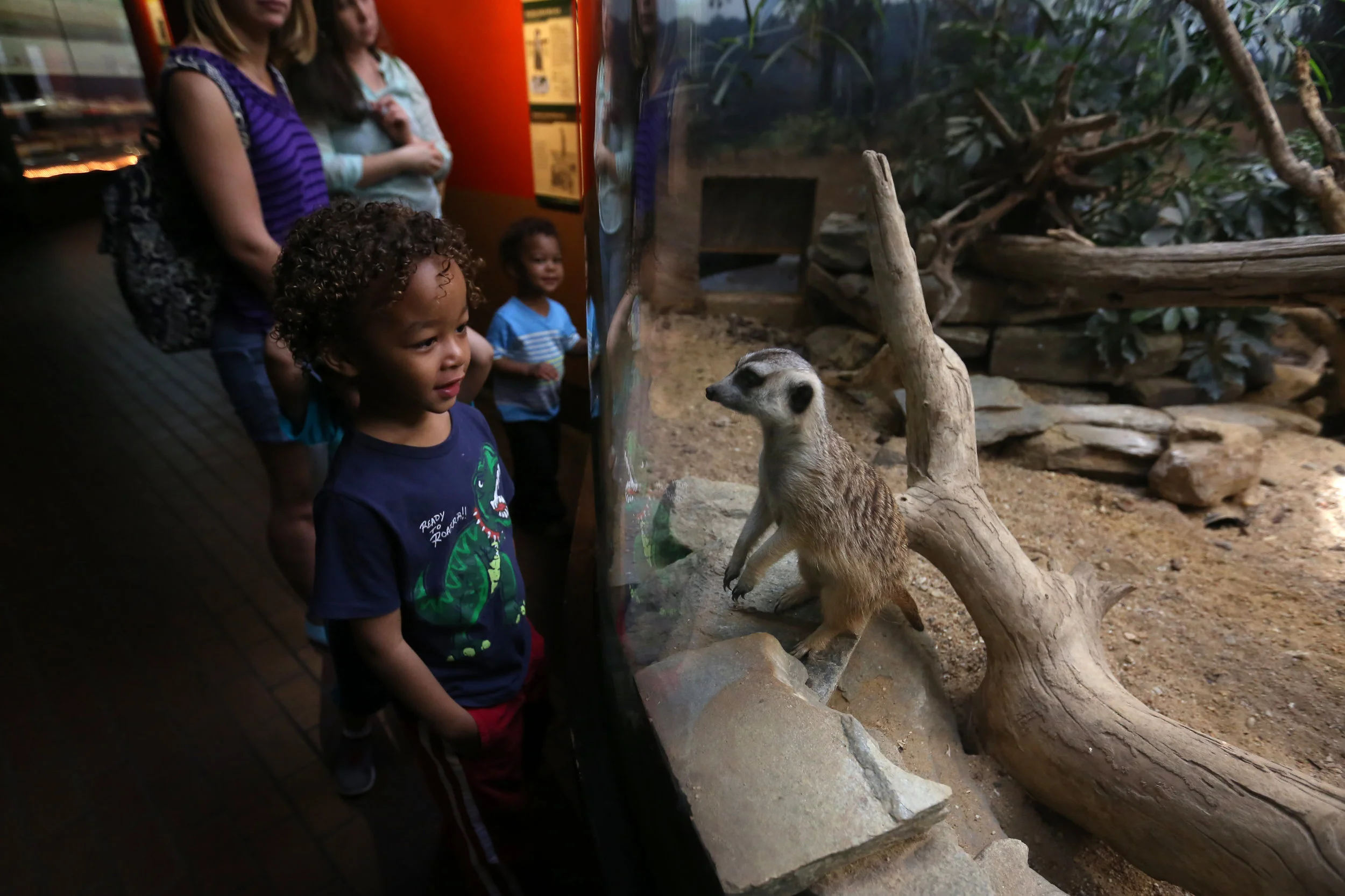  A young zoo-goer comes face-to-face with a meerkat.&nbsp; 
