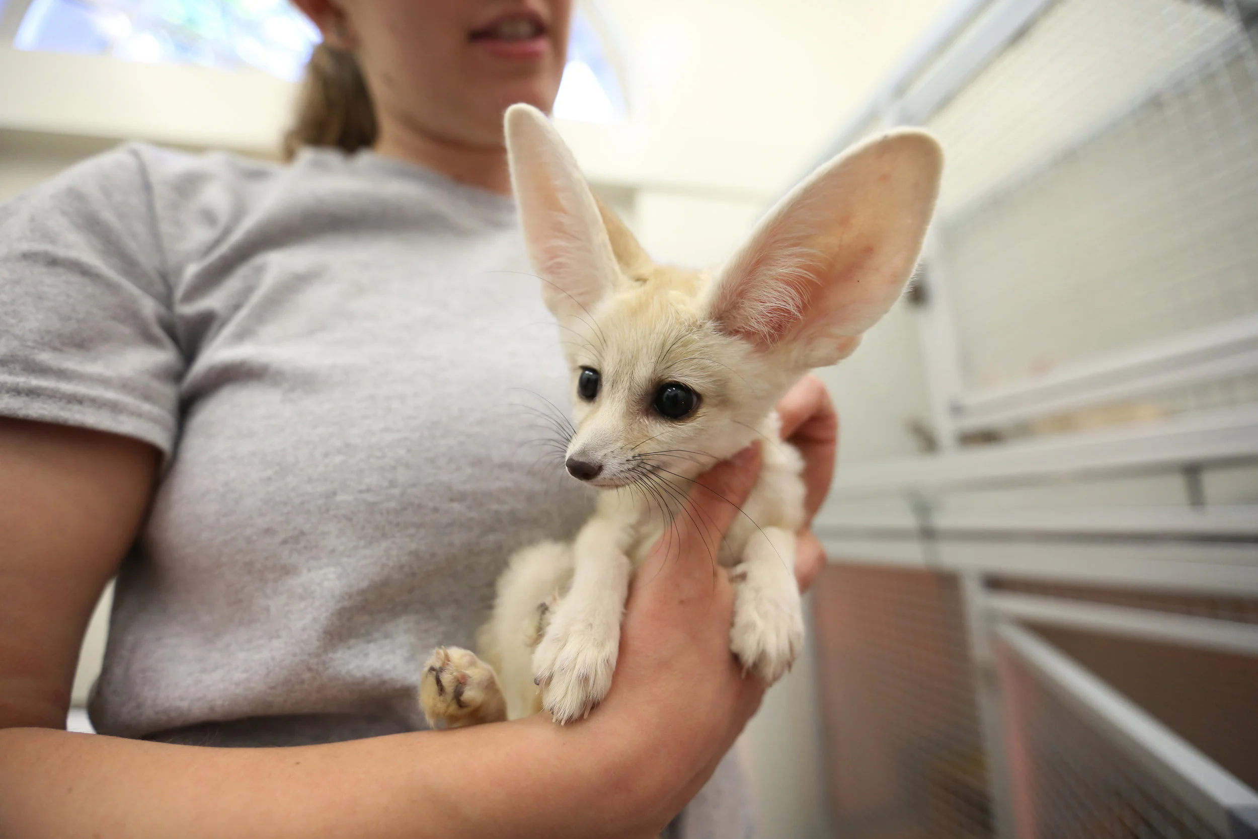  At the time of this story, a fraternal pair of Fennec foxes still hadn't been introduced to the public. However, Kara ensured they were socialized both together and with humans. The kits had been abandoned by their mother. "[The foxes]&nbsp;definite