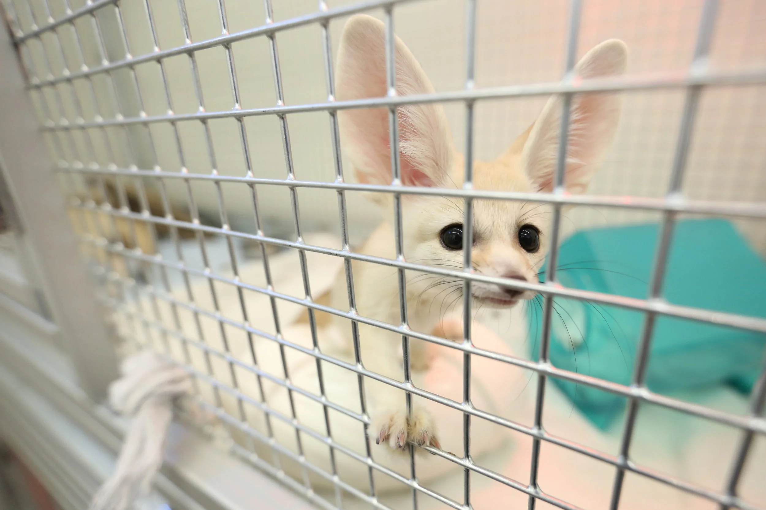  The foxes needed to be separated during feedings.&nbsp; 