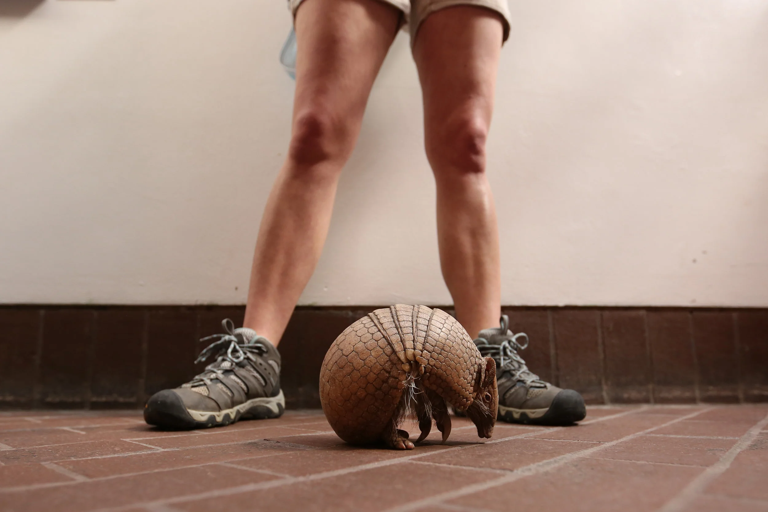  It took some time for Howard to come out of his ball but, once he was walking around, he grew a little bolder and left Kara's reach. 