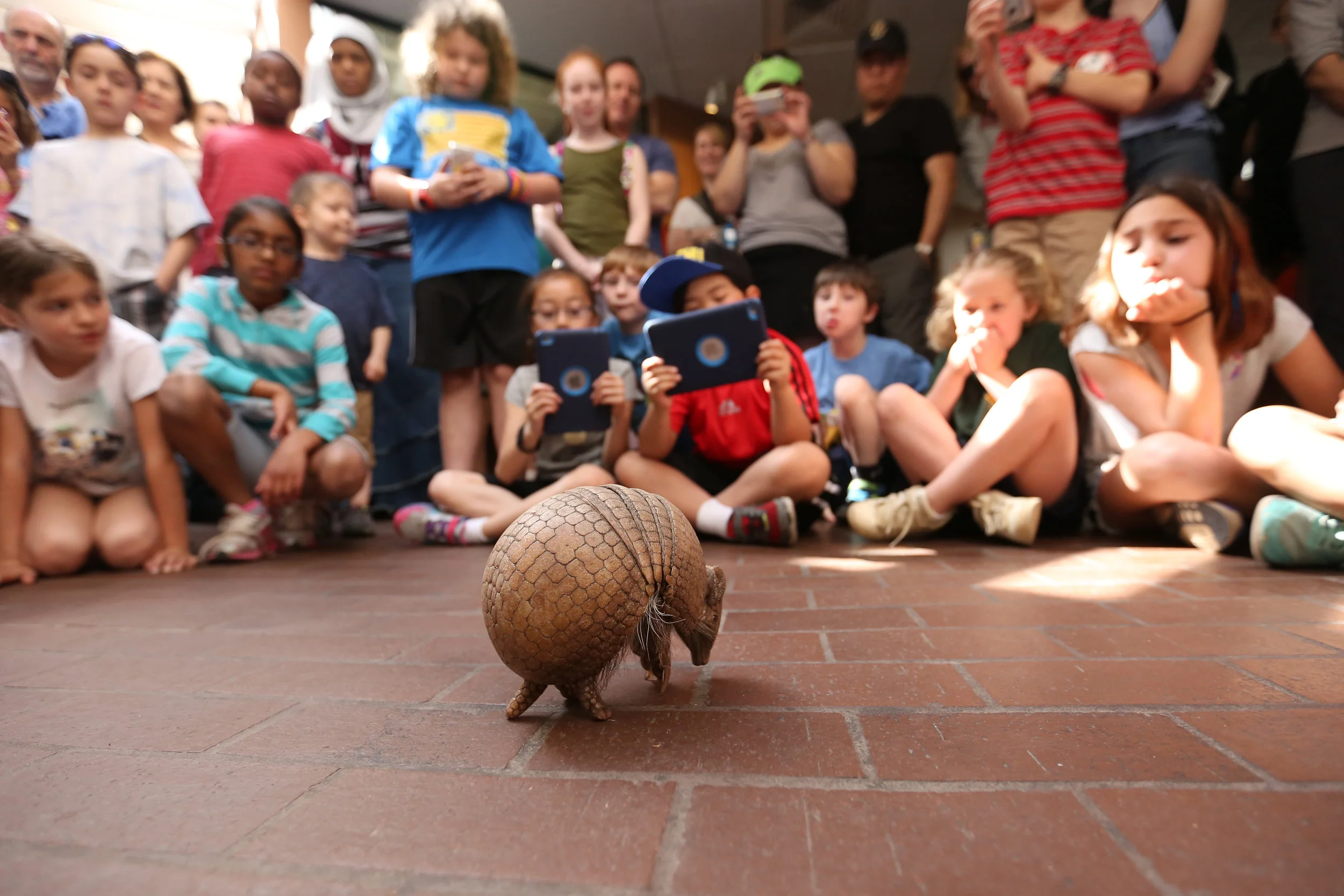  Another part of Kara's job is introducing animals to the public so that they learn why they should be protected.&nbsp;Howard the southern three-banded armadillo was on hand was that day's star.&nbsp; 
