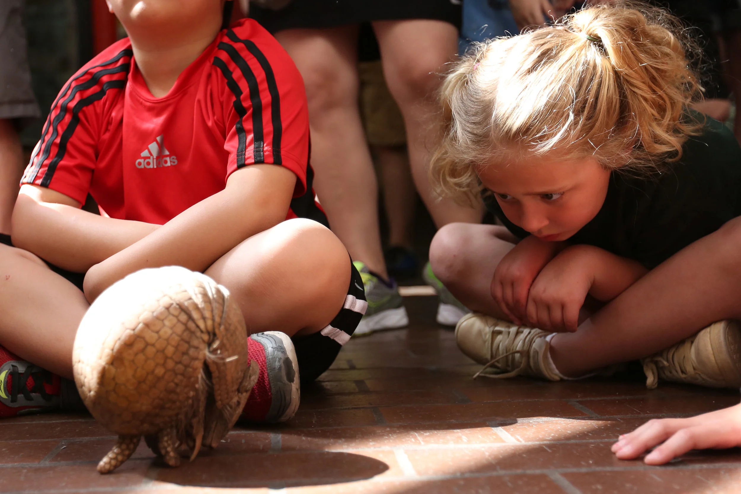 A big part of the National Zoo's message is the need for conservation - Howard is especially popular among children.&nbsp; 