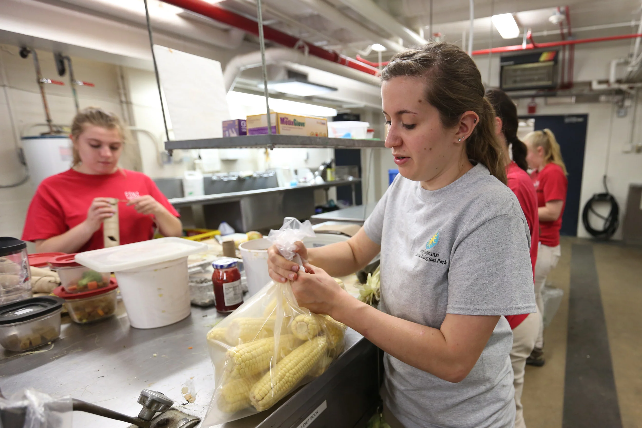  Behind the scenes, Kara and some volunteers prepare food for the zoo's other small mammals.&nbsp; 