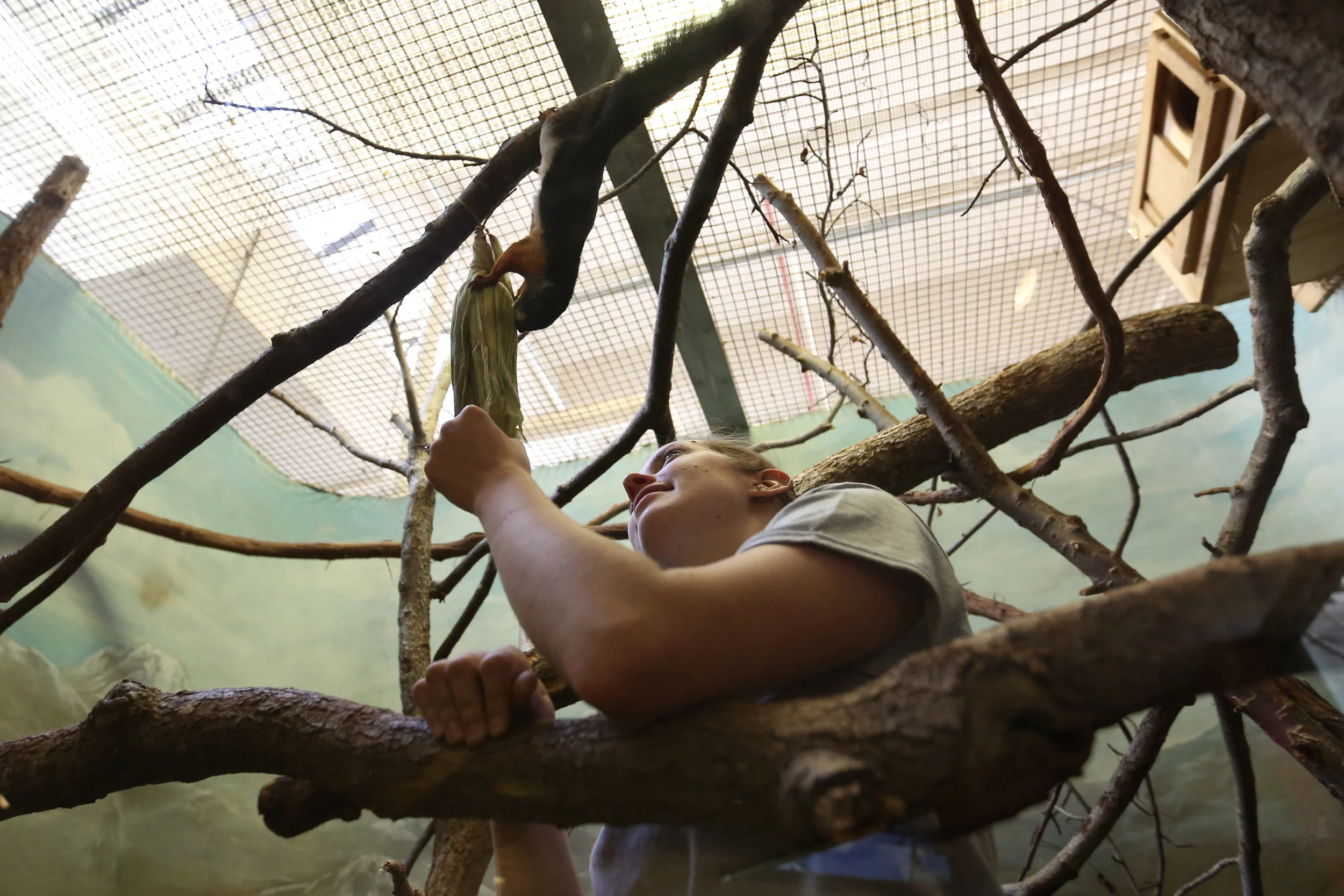  Kara enters the enclosure to feed a squirrel. She intentionally left the corn husk on to encourage the squirrel to ensure it knows how to work for its food.&nbsp; 