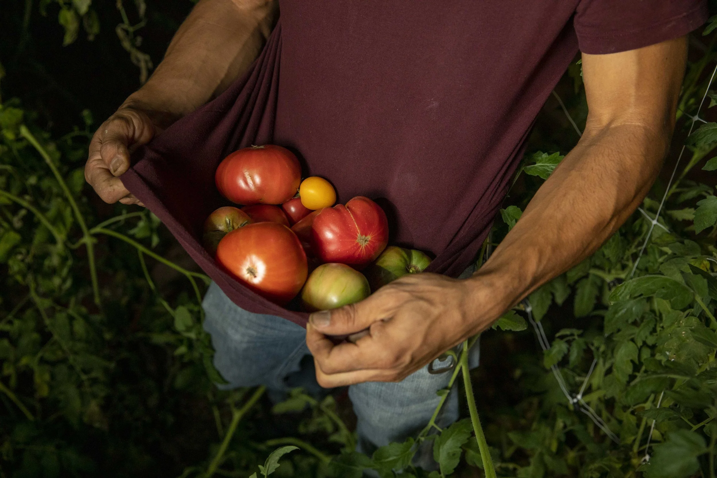  Moises Mariona, a friend of Mark Hines, holds a late-summer tomato crop in his shirt after harvesting them at night. Hines believes gathering crops in the cooler temperature improves their taste. (Amanda Andrade-Rhoades for The Washington Post) 