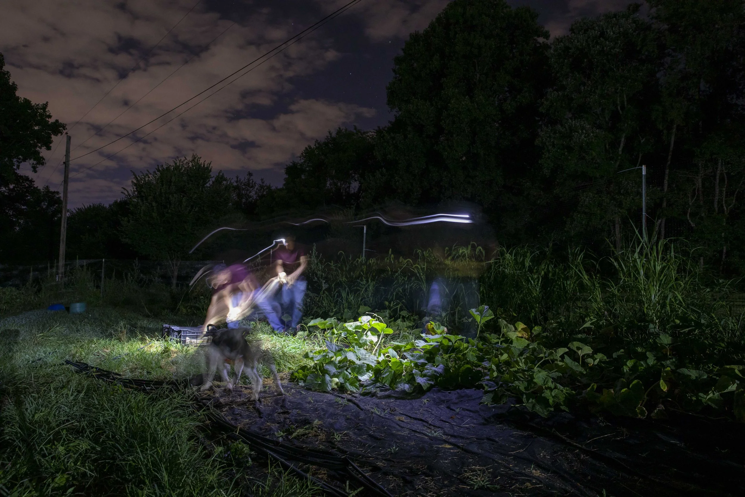  Mariona left, and Hines look for stray vegetables as Hines’s dog Cooper wanders. (Amanda Andrade-Rhoades for The Washington Post) 