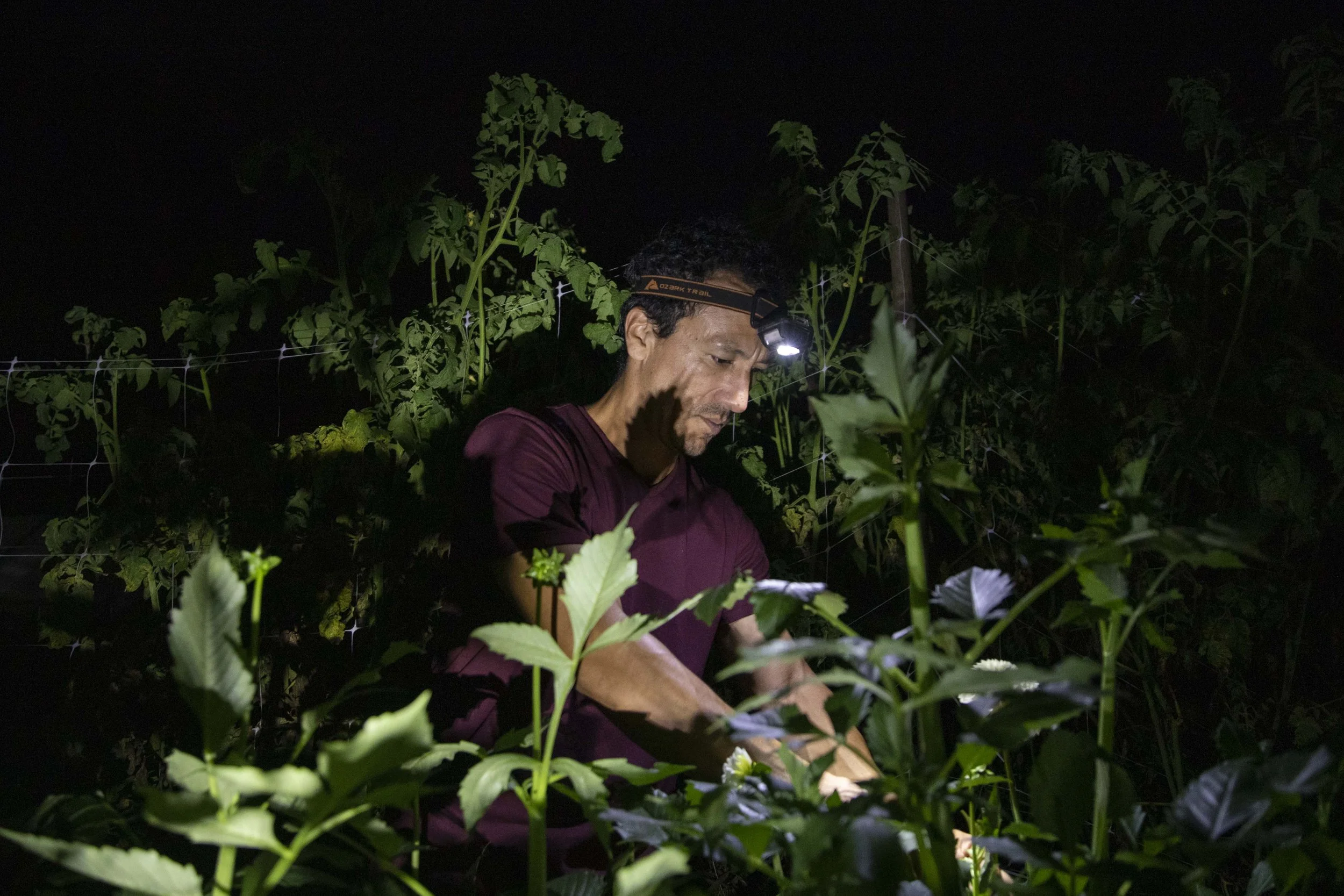  Moises Mariona examines dahlias that will be harvested for a competition at the Maryland State Fair. (Amanda Andrade-Rhoades for The Washington Post) 