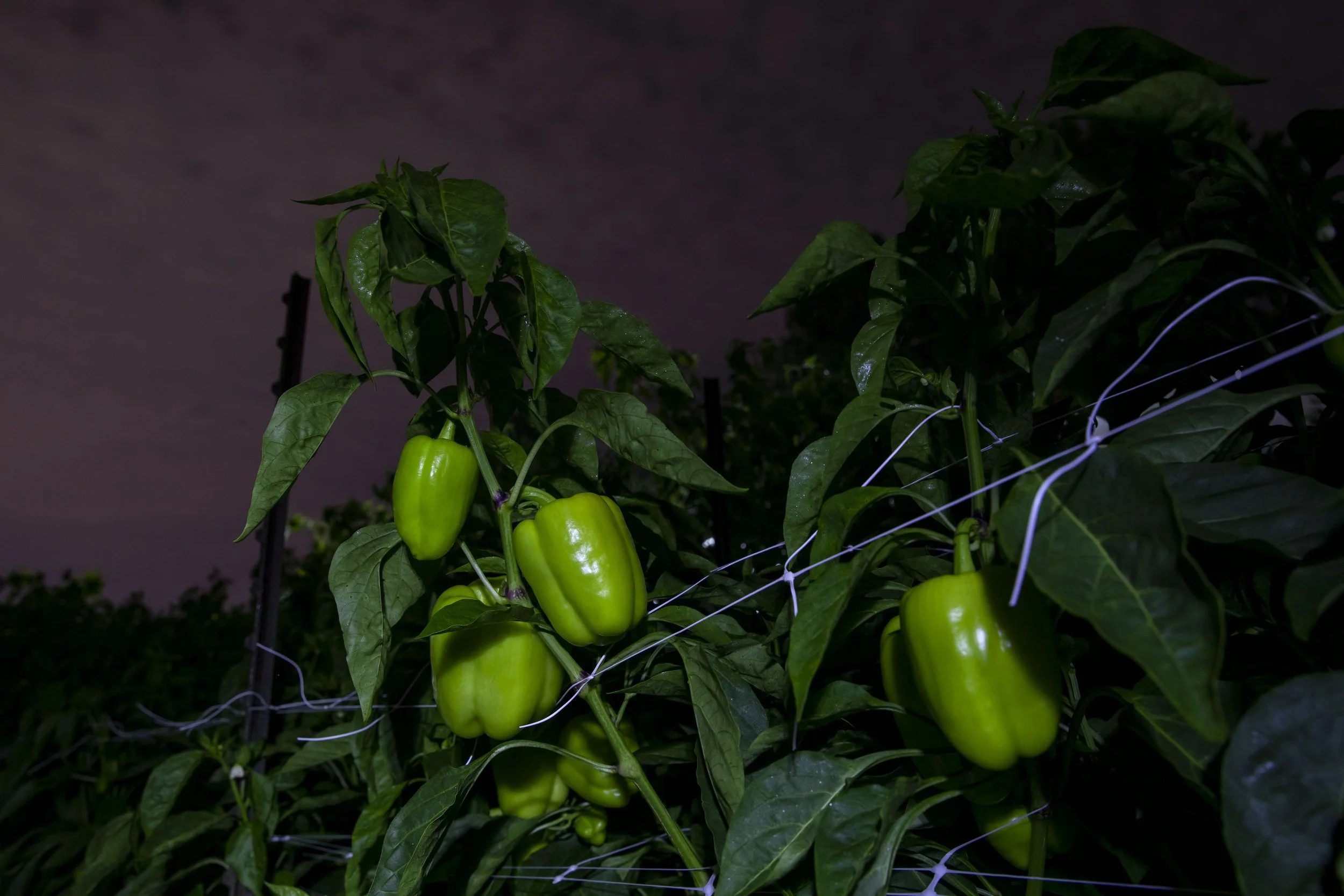  Green bell peppers are seen on Mark Hines’ farm in Derwood, Maryland. (Amanda Andrade-Rhoades for The Washington Post_ 