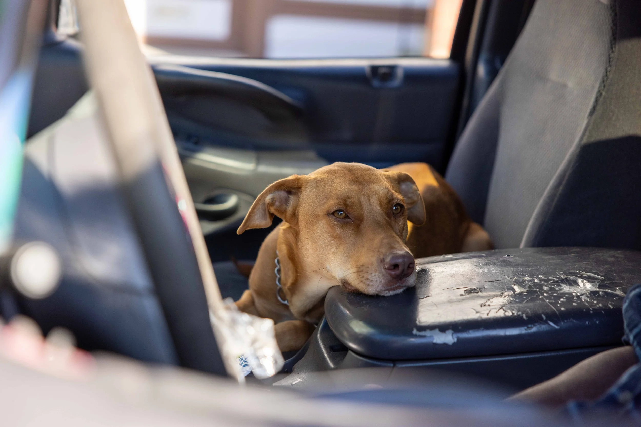  Joi, Morrisette’s dog, waits in his car. (Amanda Andrade-Rhoades/The San Francisco Standard) 