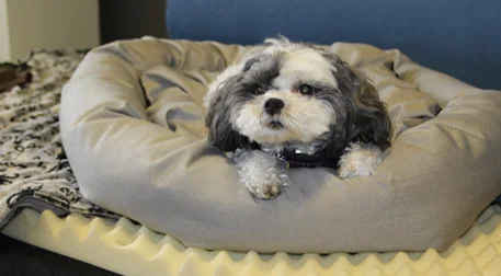 Doggy in new Pet Revolution doughnut bed.